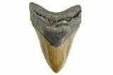 Serrated, Fossil Megalodon Tooth - North Carolina #346319-1